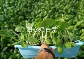 无土栽培甜心奶白菜