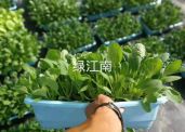无土栽培绿江南