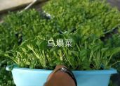 无土栽培乌塌菜